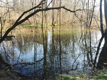 Bare trees reflecting in lake