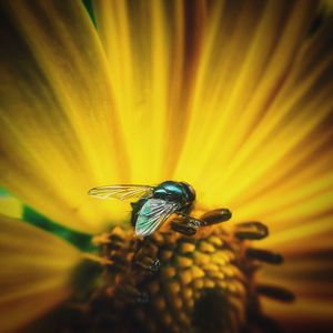 Close-up of insect pollinating flower