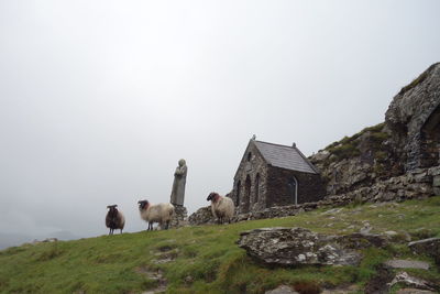View of sheep on rock against sky in ireland 