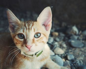 Close-up portrait of cat