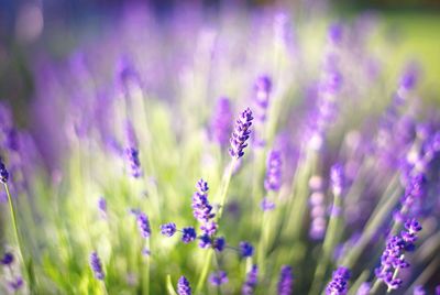 Close-up of purple flowering plant on field