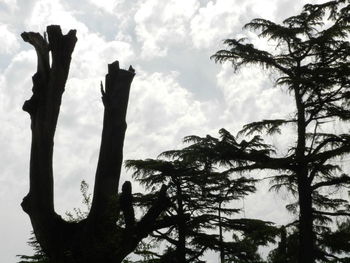 Low angle view of trees against sky