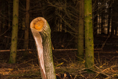 After a storm, a tree was cut down so that it would not endanger hikers
