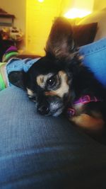 Close-up portrait of dog at home