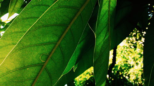 Full frame shot of leaves