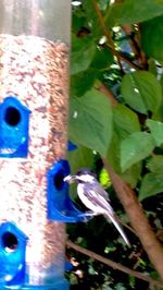 Close-up of bird