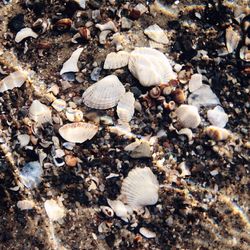 Close-up of pebbles on pebbles