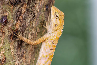 Close-up of lizard on tree trunk