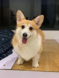 Portrait of dog sitting at home