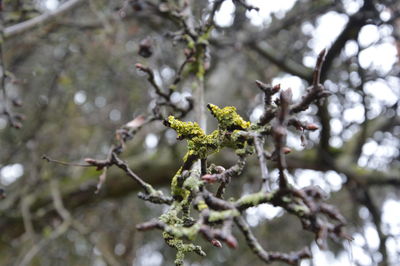 Close-up of branches against blurred background