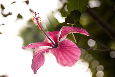 Close-up of pink flowering plant