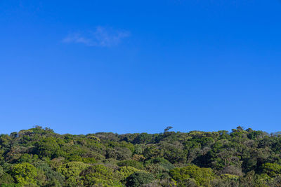 Low angle view of trees against clear blue sky