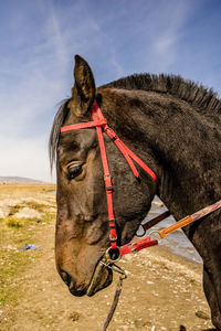 Qinghai china, nearby qinghai lake. local people rent their horses to tourists for a short ride