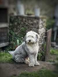 Portrait of dog by plant in yard