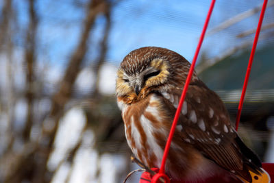 Close-up of bird perching