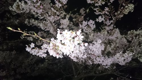 Close-up of cherry blossom tree