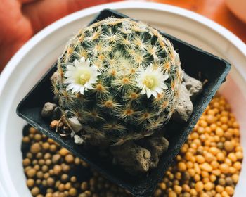 High angle view of succulent plant