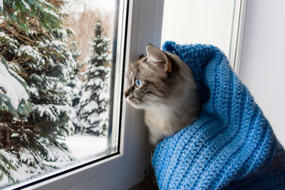 Cat looking through window