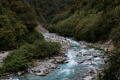 Glacial melt river amidst trees in forest at franz josef glacier