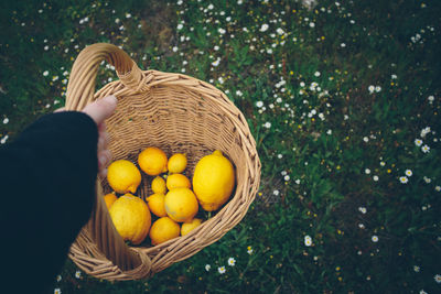 Cropped image of hand holding wicker basket with lemons