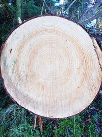 Close-up of tree stump in forest