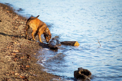 Curious dog snifs at a log in the water of a tranquil shore. natural light with copy space.