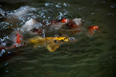 High angle view of koi carps swimming in lake