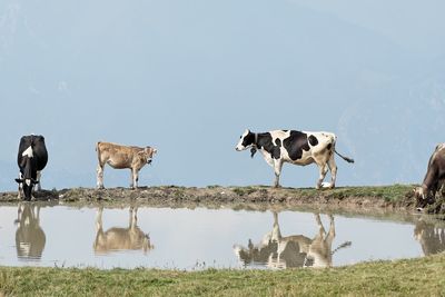Cows by pond against clear sky