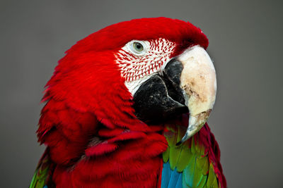 Close-up of a macaw parrot 