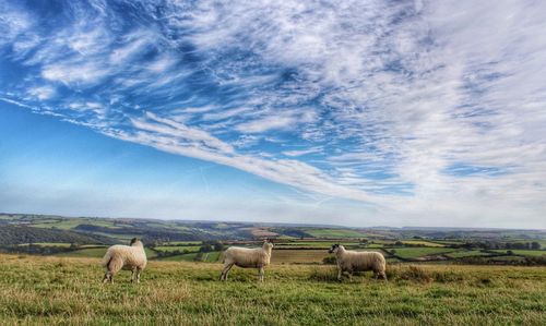 Sheep in farm against sky