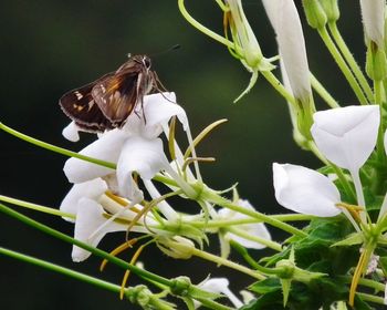 Close-up of white flowers