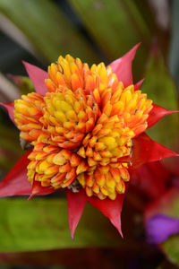 Close-up of yellow flowering plant