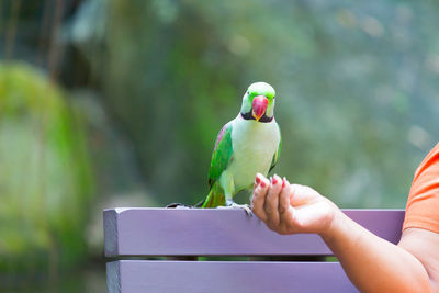 Close-up of hand holding bird