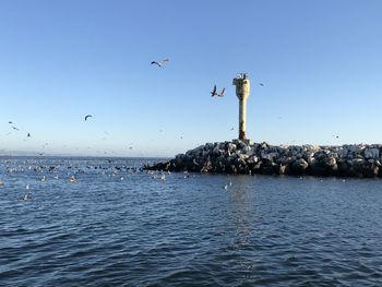 Seagulls flying over sea against clear blue sky