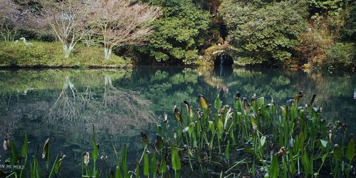 Scenic view of lake in forest