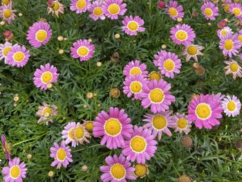 High angle view of fresh purple flowers in field