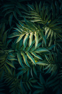 Green plant leaves in the nature, green background