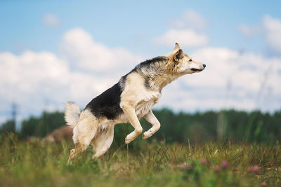 Dog looking away on field