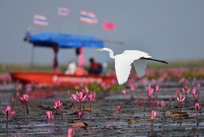 Birds flying over pink flower