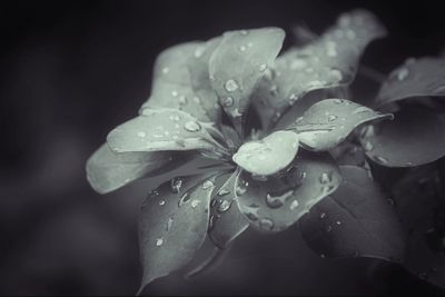 Close-up of wet flower blooming outdoors