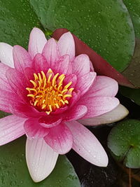 Close-up of raindrops on pink flower