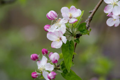 Close-up of pink flowering plant