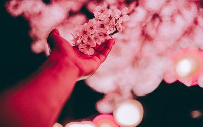 Close-up of hand with pink flowers against blurred background