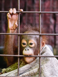 Monkey in cage