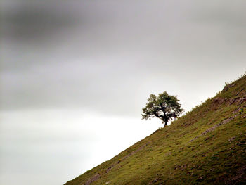 Low angle view of tree against sky