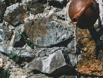 Close-up of lizard on rock