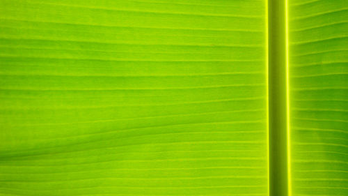 Full frame shot of green leaf