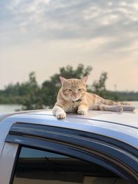Close-up of a cat