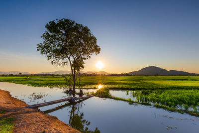 Tree on field by lake against sky during sunset