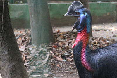 Close-up of duck on land